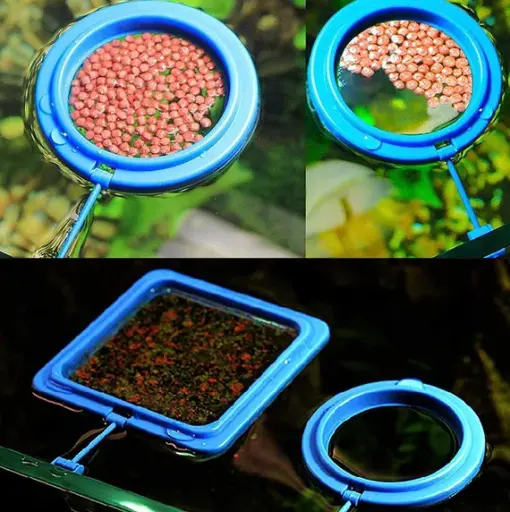 Fish feed ring