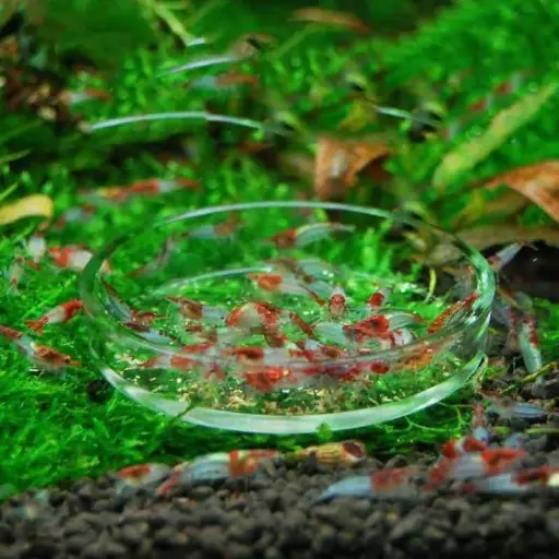 Fish Feeding Dish