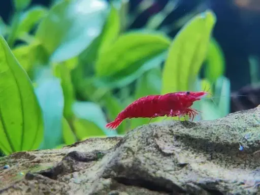 Fire red shrimp (pair)