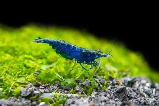 Blue shrimp (pair)