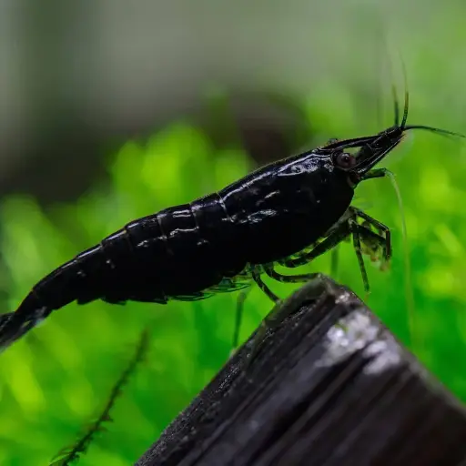 Black shrimp (pair)