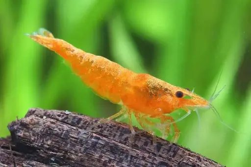 Orange shrimp (pair)