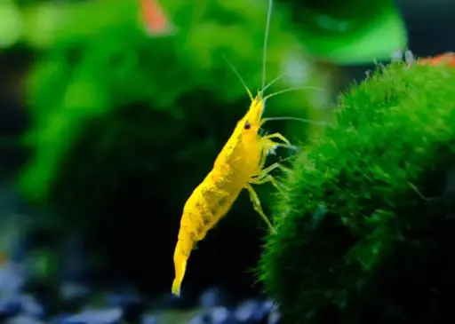 Golden line yellow shrimp (pair)